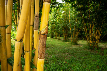 Fototapeta premium Bamboo