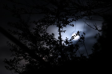 満月と木の葉のシルエット full moon and leaves silhouette 3