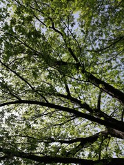 Trees in spring