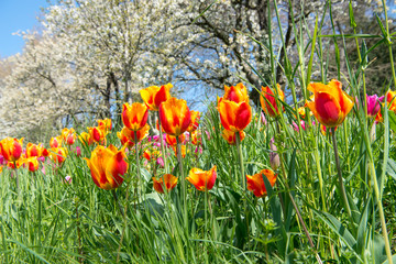 Obraz premium Tulpen