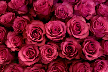 Obraz na płótnie Canvas Big bunch of fresh dark pink roses in bouquete close up texture background 