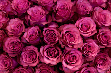 Big bunch of fresh dark pink roses in bouquete close up texture background 