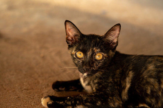 Thai adorable brown cat fur with black stripe lines