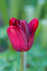 rote Tulpe