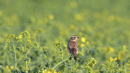 Braunkehlchen