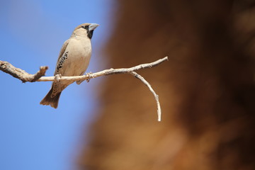 Brid Perched