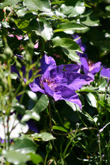 Clematis Kletterpflanze