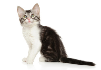 Turkish Angora kitten on white