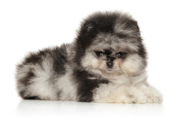 Obraz premium Pomeranian Spitz puppy on white background
