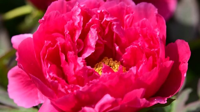 赤い花、満開のボタン、牡丹