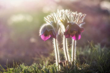 The pasque-flowers (Pulsatilla nigricans) blossoms in the steppe, nature reserve "Buzkiy's Gard National Nature Park", Ukraine. Photo in the backlight.