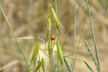 mein ganzes Leben lang begleiten mich Marienkäfter, immer wieder sehe ich diese schönen Kreaturen auf meinen Weg, darüber bin ich froh, ein stiller und stetiger Begleiter, Ladybird