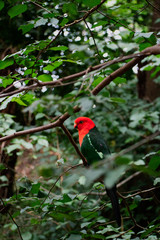Parrot in forest