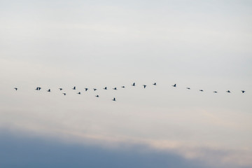 A flock of birds flies in the morning sky.