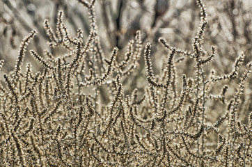 Background of spiny twigs of a wild plant. Golden shade.
