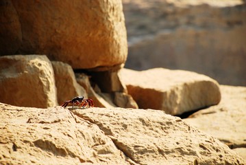 A single black and red crab stands on rocks under sunlight