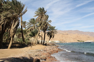 Seacoast with mountains and palm trees in the wind