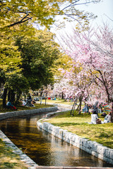Fototapeta na wymiar Cherry blossom park near Hiroshima Castle, Japan