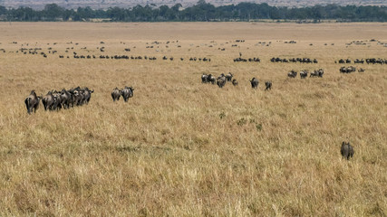 lines of wildebeest on the annual migration in masai mara, kenya