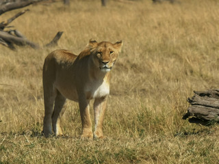 standing lioness in masai mara national park, kenya