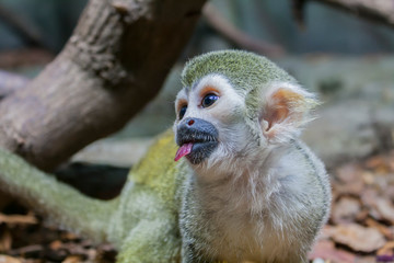 portrait of a capuchin monkey with a piece of apple in its mouth