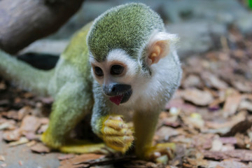 capuchin monkey with a piece of apple in its mouth sits on the ground