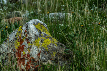 Wind Wolves Preserve