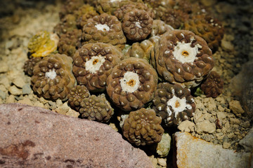 Close-up of brown succulent tropical plant in the stone garden