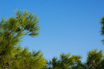 Obraz na płótnie Canvas pine tree needle branch on blue sky background, natural floral garden frame with empty copy space