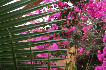 Texture of palm leaves on the background of lilac flowers