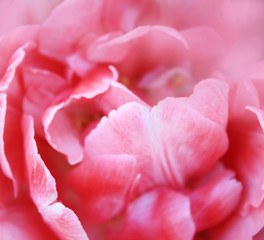 Pink rose tulip background in the garden