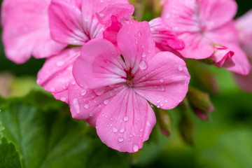 Pink pelargonium flower, known as geranium, pelargoniums, or storksbill