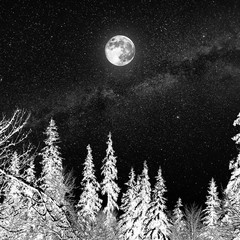 Full moon in a starry sky over the forest