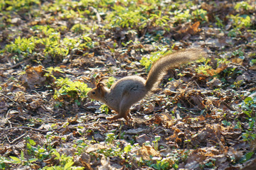 Funny molting squirrel jumping in the city public park