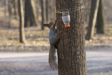 Funny molting squirrel on a tree trunk near birdhouse in the city public park