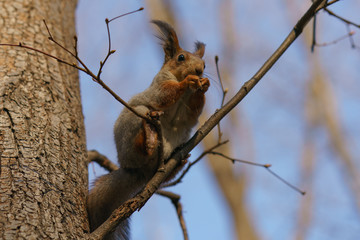 Funny molting squirrel feeding nut on a tree branch n the city public park