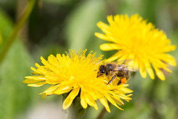 Busy honey bee feeding on dandelion.