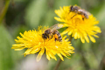 Busy honey bee feeding on dandelion.