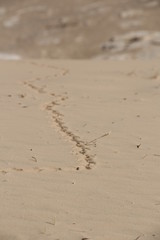 Traces of scorpion in the sand in the desert