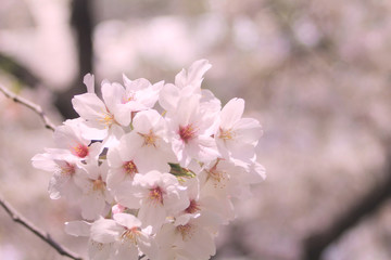 Fototapeta premium 桜の花