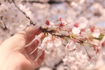 桜の花に手を伸ばして