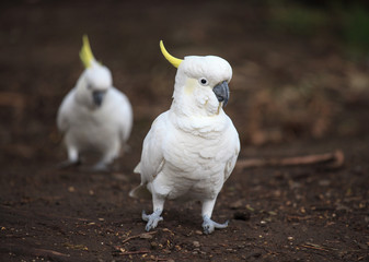 White sulphur-crested cockatoo, Cacatua galerita, portrait closeup with brown background.