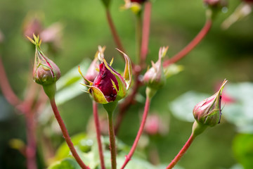 Red rose buds tulip close-up macro photo