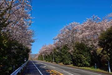Fototapeta premium 帝京大学宇都宮キャンパス 2019春