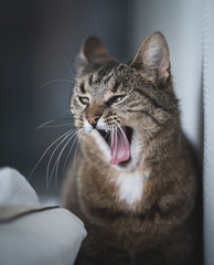 tabby domestic shorthair cat yawning on the  bed