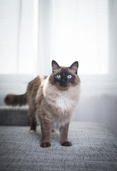 Seal Colourpoint Ragdoll Cat standing on a gray sofa in front of window curtain