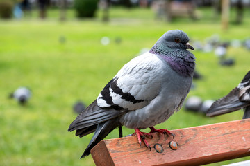 Pigeon, known as dove, high detailed dove photo