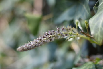 Austreibender Blauregen (Wisteria)