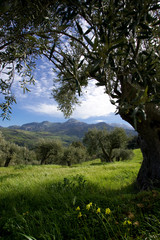 Ulivo, campagna, uliveto e ulivi