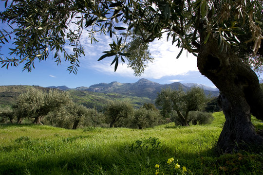 Ulivo, campagna, uliveto e ulivi